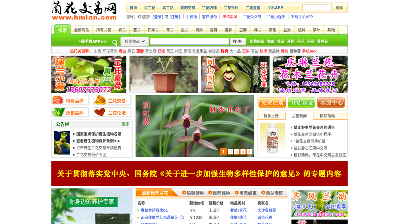 中国兰花交易网－兰花拍卖,兰花图片,兰友互动尽在本兰花网 缩略图